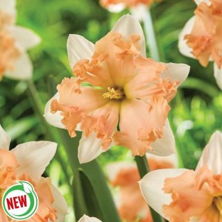 Waltz Daffodil Thumbnail